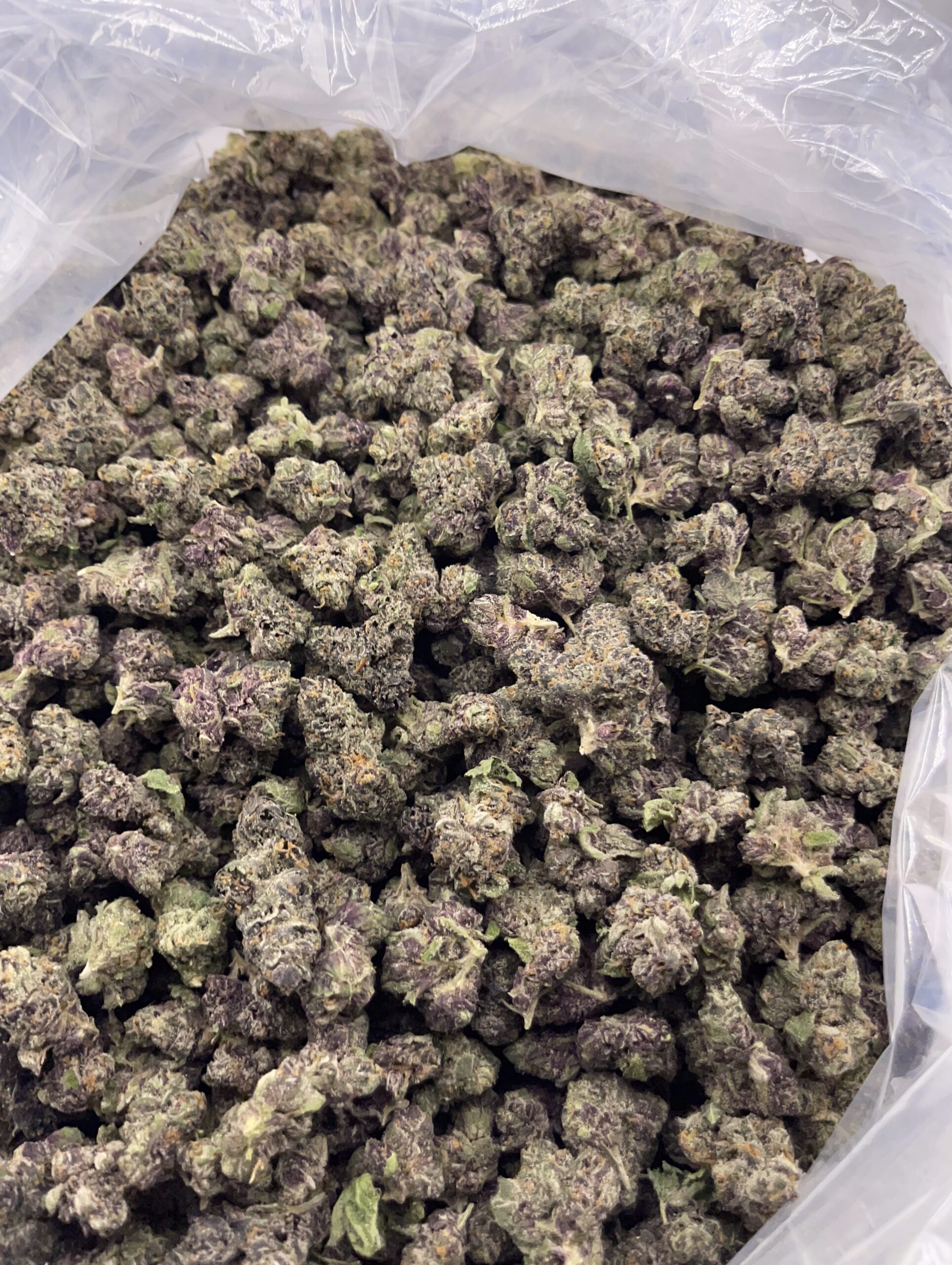 CM625-Purple Pepper Candy