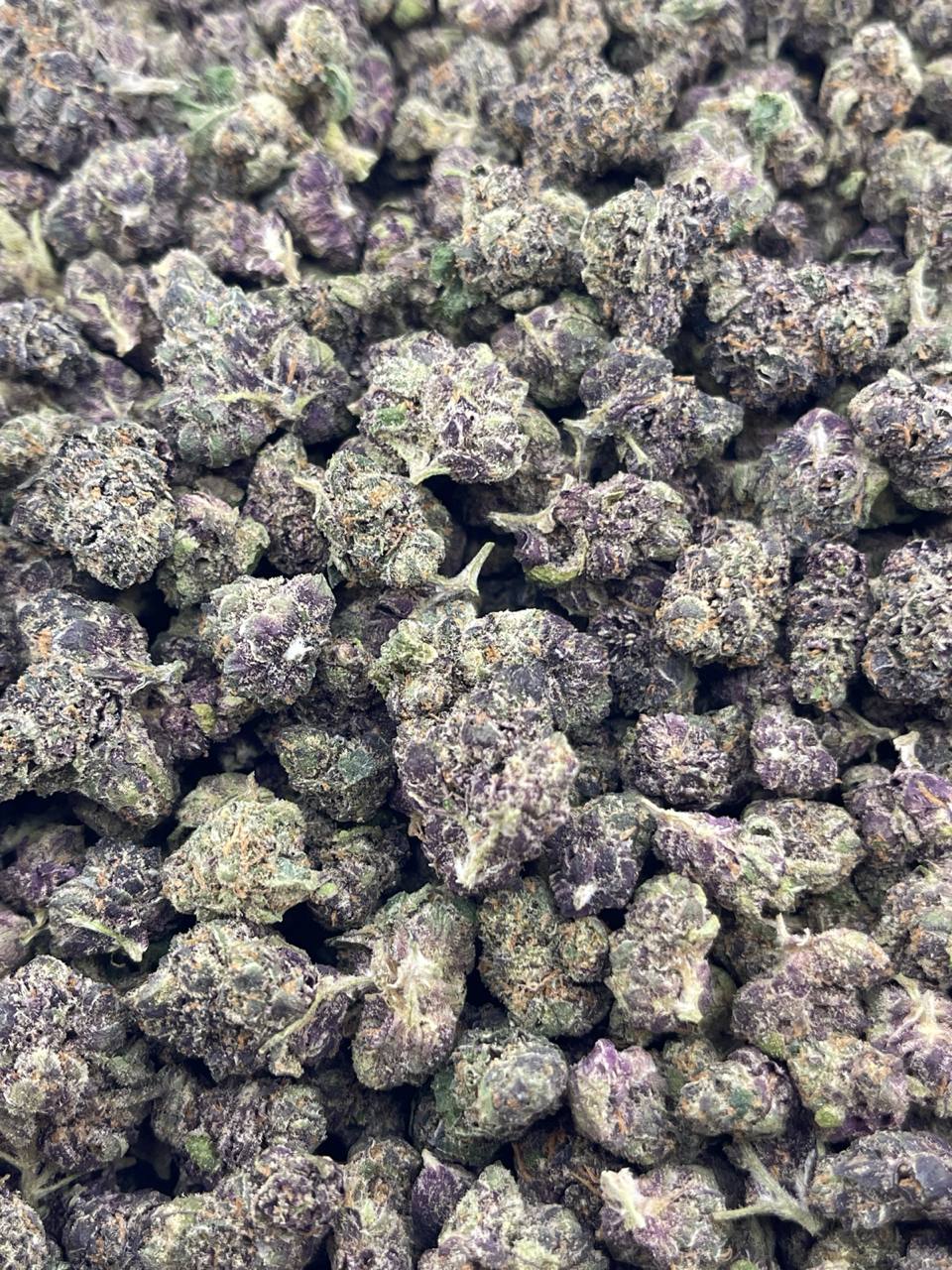 CM625-Purple Pepper Candy - Image 2